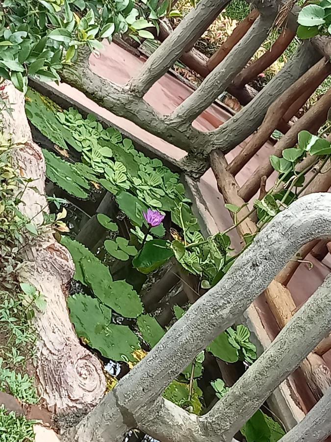 Sigiriya Nature View Home Stay Eksteriør bilde