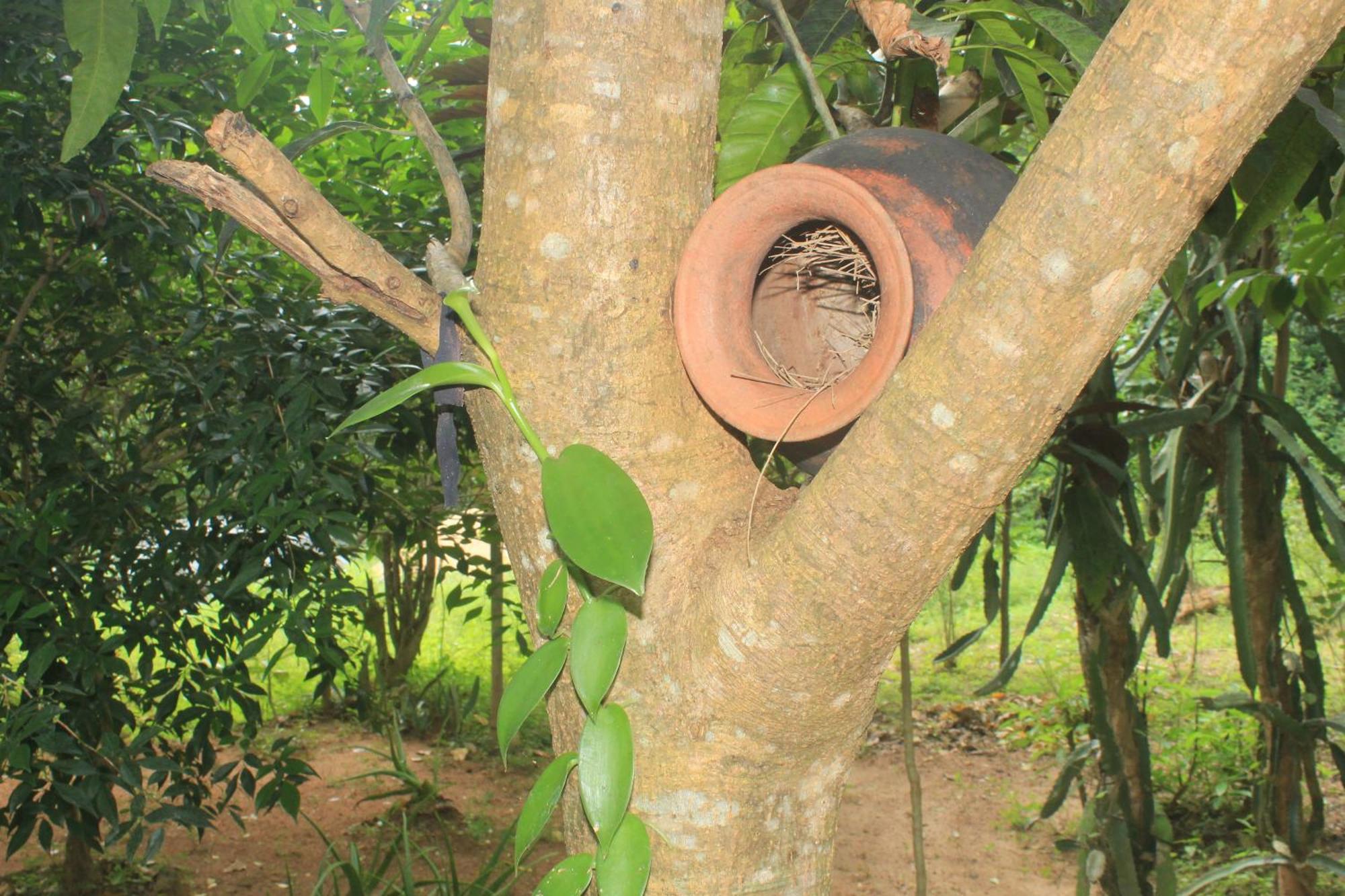 Sigiriya Nature View Home Stay Eksteriør bilde